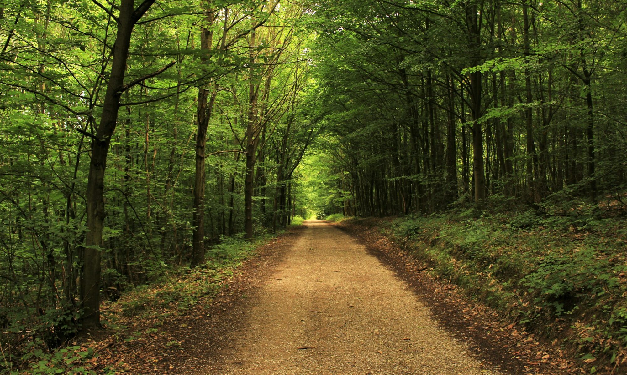 A forest path lined with tall green trees, creating a natural tunnel of foliage.